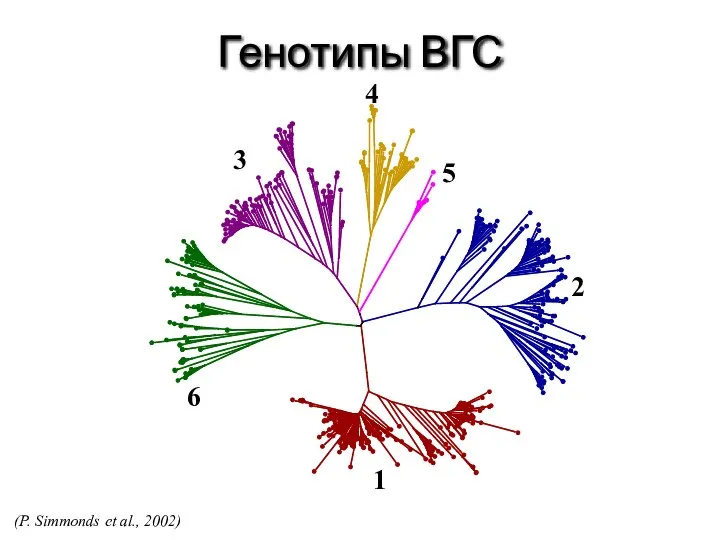 Генотипы ВГС (P. Simmonds et al., 2002) 1 6 3 4 5 2