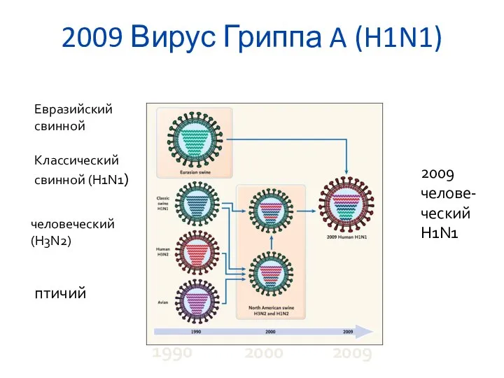 2009 Вирус Гриппа A (H1N1) Евразийский свинной Классический свинной (H1N1) человеческий