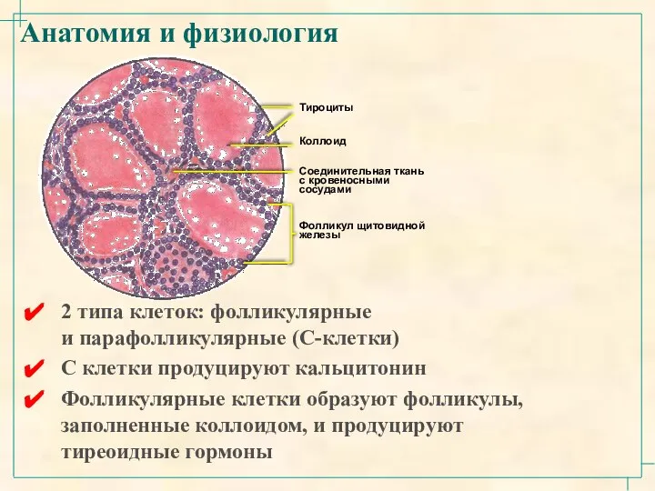 Анатомия и физиология 2 типа клеток: фолликулярные и парафолликулярные (С-клетки) С