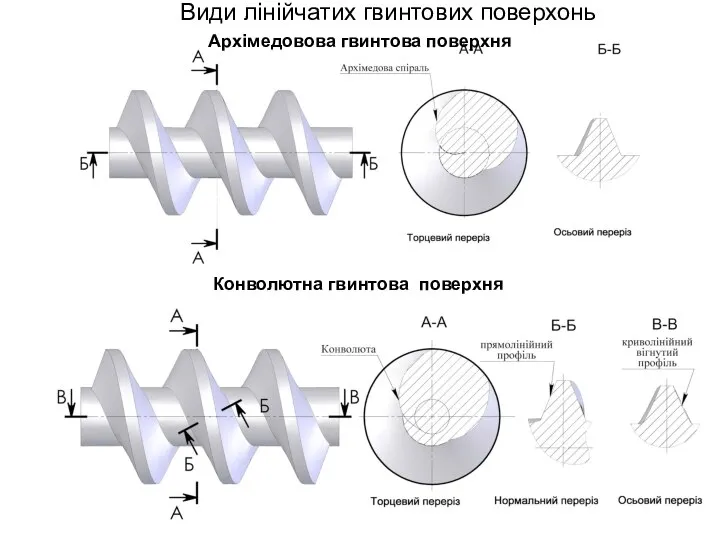 Конволютна гвинтова поверхня Види лінійчатих гвинтових поверхонь Архімедовова гвинтова поверхня