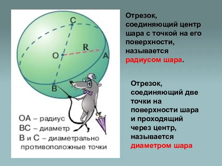 Отрезок, соединяющий центр шара с точкой на его поверхности, называется радиусом