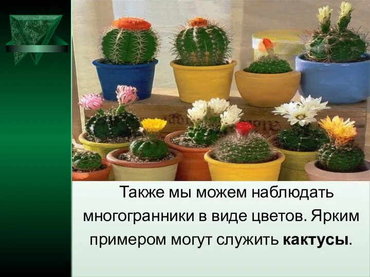 Также мы можем наблюдать многогранники в виде цветов. Ярким примером могут служить кактусы.