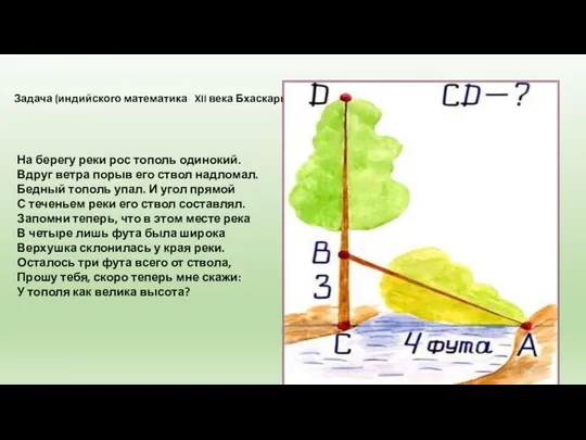 Задача (индийского математика XII века Бхаскары) На берегу реки рос тополь