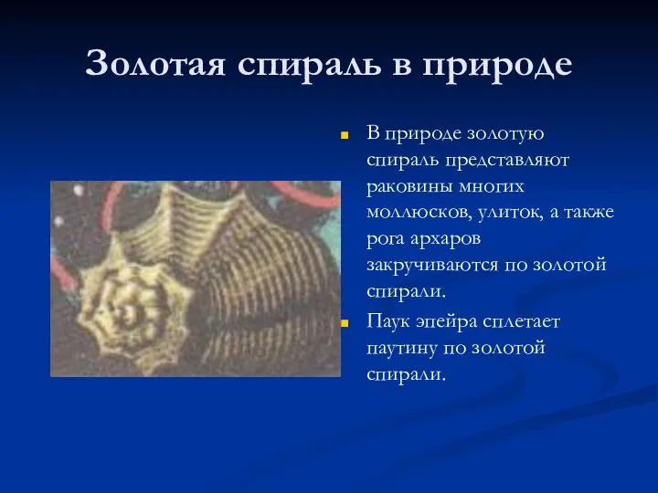 Золотая спираль в природе В природе золотую спираль представляют раковины многих