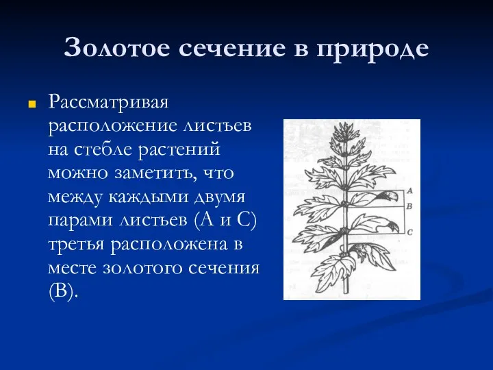 Золотое сечение в природе Рассматривая расположение листьев на стебле растений можно