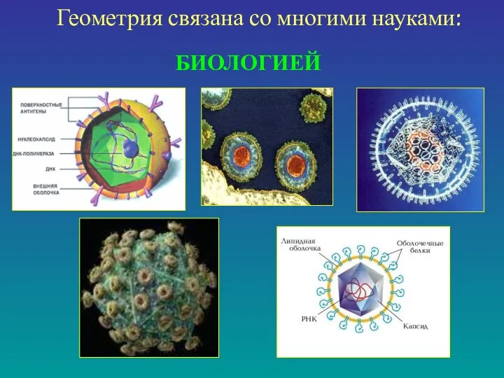 БИОЛОГИЕЙ Геометрия связана со многими науками: