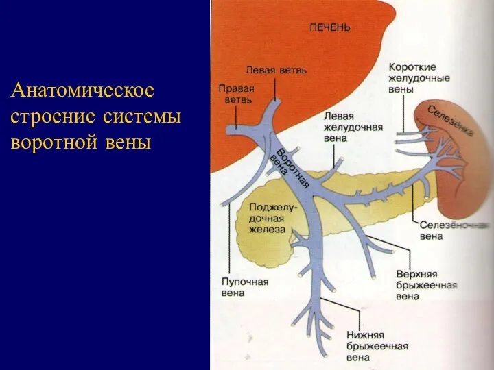 Анатомическое строение системы воротной вены