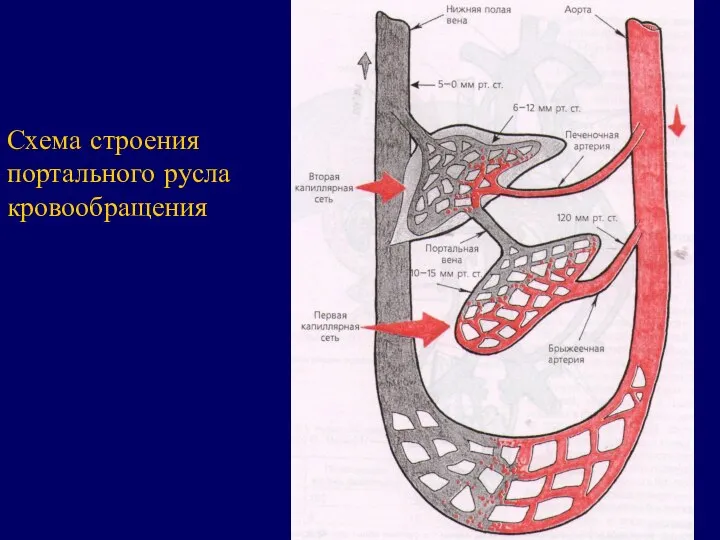 Схема строения портального русла кровообращения