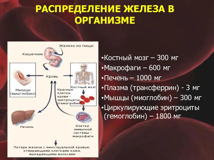 РАСПРЕДЕЛЕНИЕ ЖЕЛЕЗА В ОРГАНИЗМЕ Костный мозг – 300 мг Макрофаги –