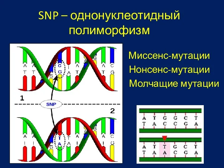 SNP – однонуклеотидный полиморфизм Молчащие мутации Нонсенс-мутации Миссенс-мутации