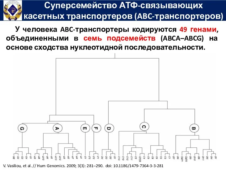 Суперсемейство АТФ-связывающих касетных транспортеров (ABC-транспортеров) У человека ABC-транспортеры кодируются 49 генами,