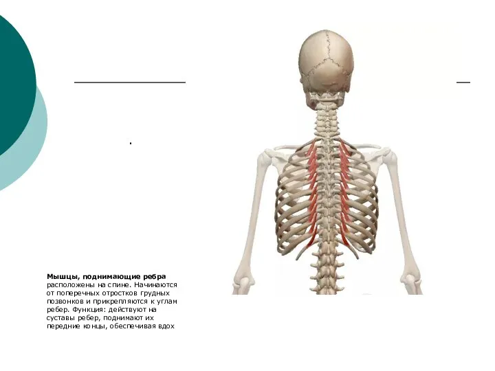 . Мышцы, поднимающие ребра расположены на спине. Начинаются от поперечных отростков
