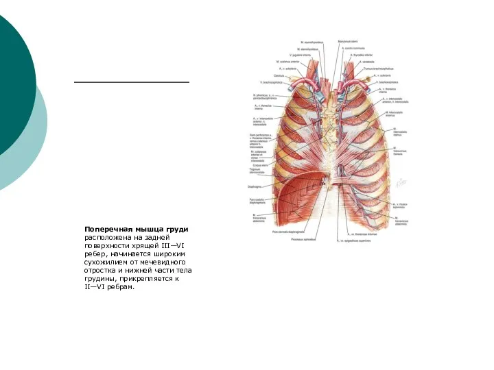 Поперечная мышца груди расположена на задней поверхности хрящей III—VI ребер, начинается