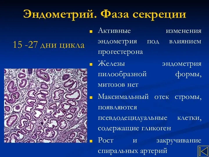 Эндометрий. Фаза секреции 15 -27 дни цикла Активные изменения эндометрия под