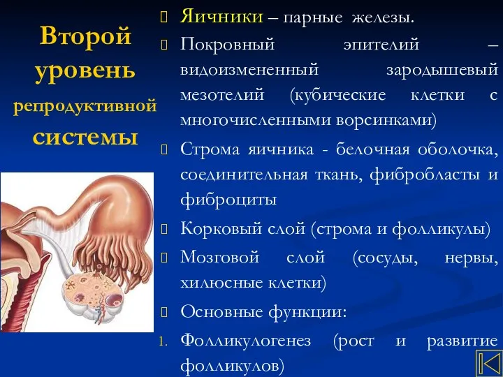 Второй уровень репродуктивной системы Яичники – парные железы. Покровный эпителий –