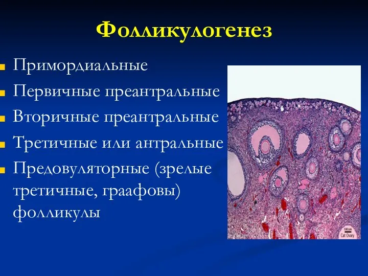 Фолликулогенез Примордиальные Первичные преантральные Вторичные преантральные Третичные или антральные Предовуляторные (зрелые третичные, граафовы) фолликулы