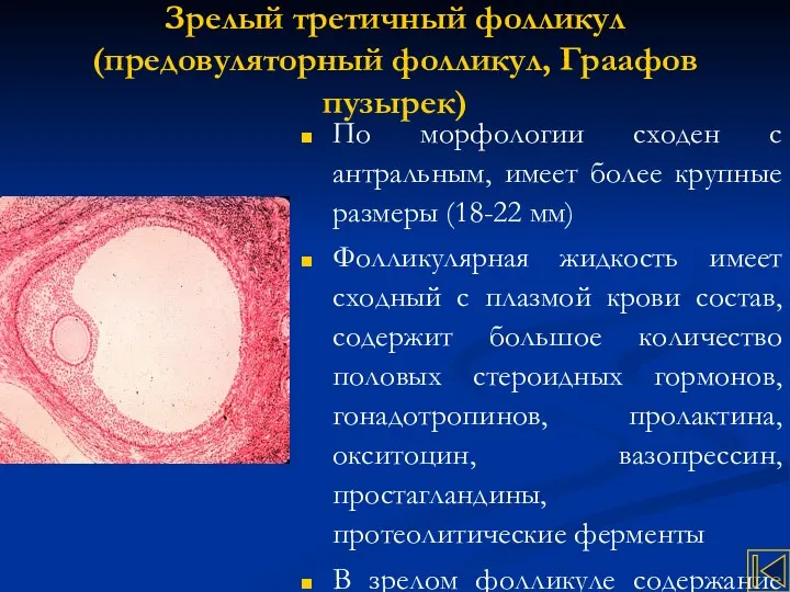 Зрелый третичный фолликул (предовуляторный фолликул, Граафов пузырек) По морфологии сходен с