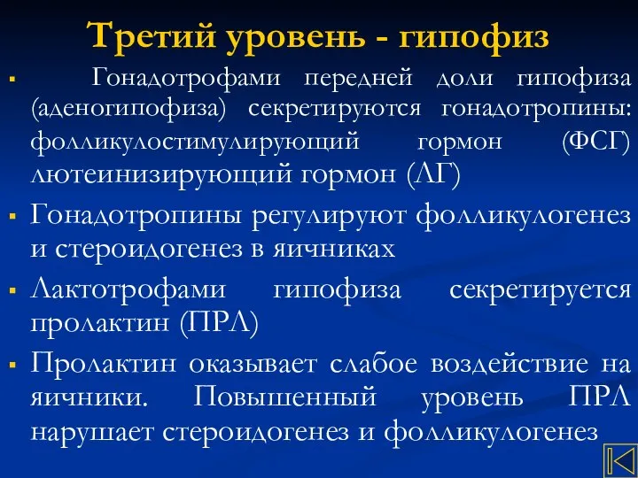 Третий уровень - гипофиз Гонадотрофами передней доли гипофиза (аденогипофиза) секретируются гонадотропины: