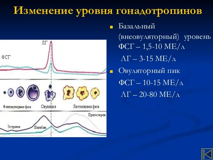 Изменение уровня гонадотропинов Базальный (внеовуляторный) уровень ФСГ – 1,5-10 МЕ/л ЛГ