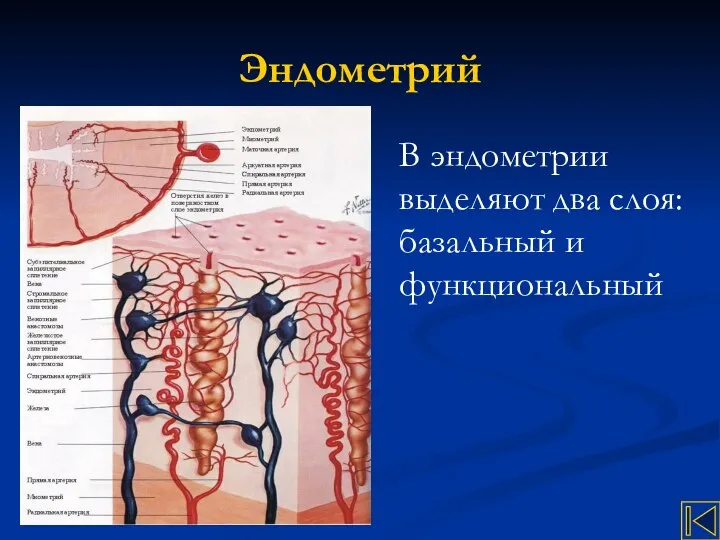 Эндометрий В эндометрии выделяют два слоя: базальный и функциональный