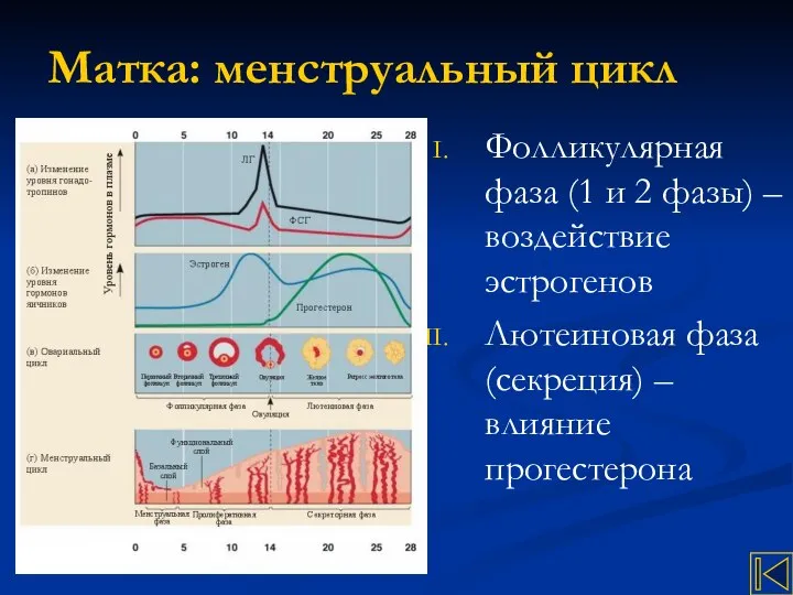 Матка: менструальный цикл Фолликулярная фаза (1 и 2 фазы) – воздействие