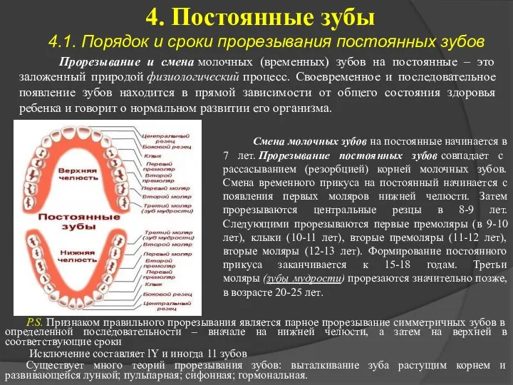 4. Постоянные зубы 4.1. Порядок и сроки прорезывания постоянных зубов Прорезывание