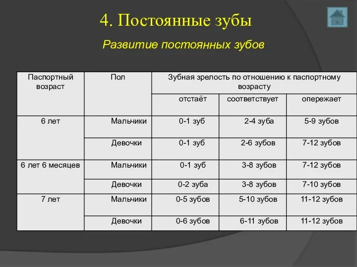 4. Постоянные зубы Развитие постоянных зубов