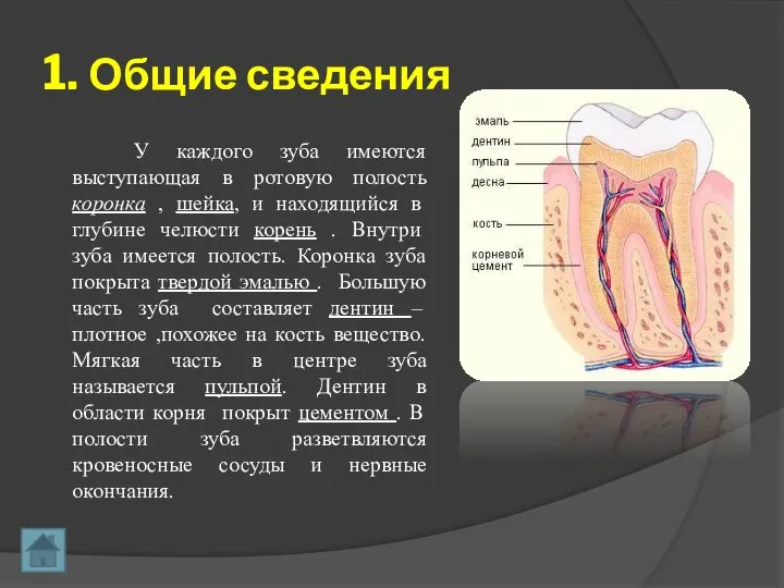 1. Общие сведения У каждого зуба имеются выступающая в ротовую полость