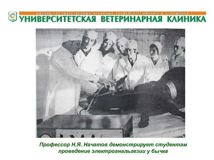 Профессор Н.Я. Начатов демонстрирует студентам проведение электроанальгезии у бычка