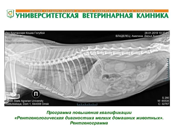 Программа повышения квалификации «Рентгенологическая диагностика мелких домашних животных». Рентгенограмма