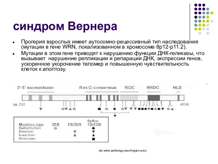 синдром Вернера Прогерия взрослых имеет аутосомно-рецессивный тип наследования (мутации в гене