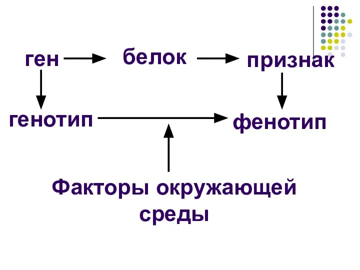 ген белок признак генотип фенотип Факторы окружающей среды