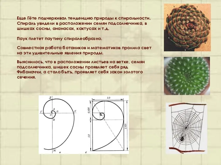 Еще Гёте подчеркивал тенденцию природы к спиральности. Спираль увидели в расположении