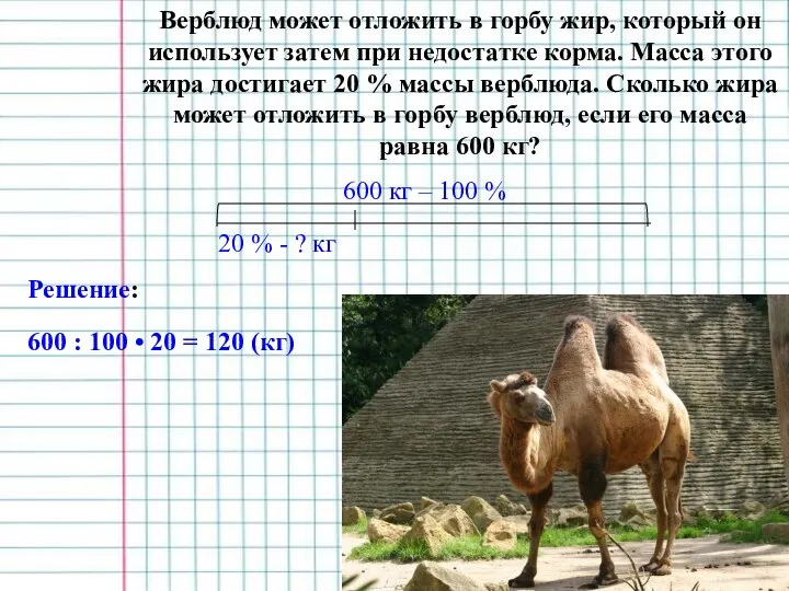 Верблюд может отложить в горбу жир, который он использует затем при