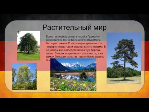 Растительный мир Естественной растительности в Германии сохранилось мало. Большая часть земель