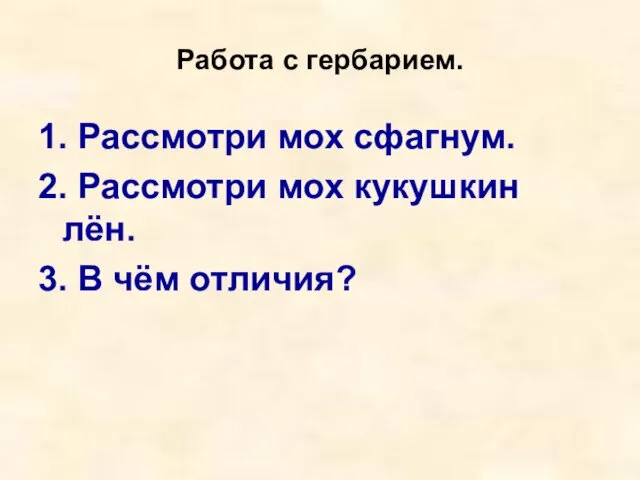 Работа с гербарием. 1. Рассмотри мох сфагнум. 2. Рассмотри мох кукушкин лён. 3. В чём отличия?