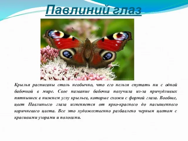 Павлиний глаз Крылья расписаны столь необычно, что его нельзя спутать ни