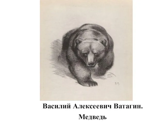 Василий Алексеевич Ватагин. Медведь