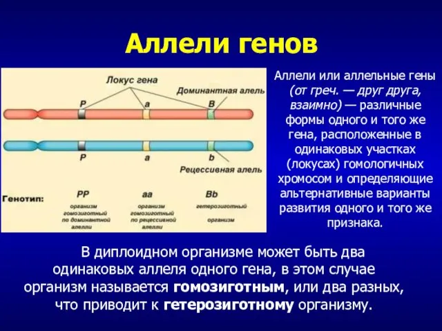 В диплоидном организме может быть два одинаковых аллеля одного гена, в