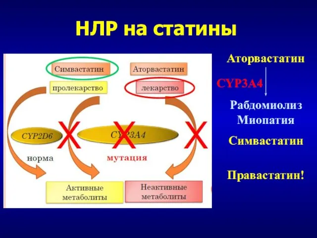 НЛР на статины Аторвастатин Рабдомиолиз Миопатия CYP3A4 Симвастатин Правастатин!