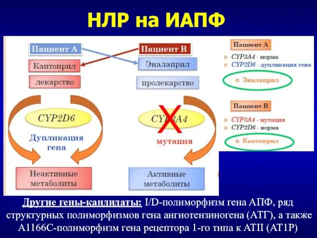 НЛР на ИАПФ Другие гены-кандидаты: I/D-полиморфизм гена АПФ, ряд структурных полиморфизмов