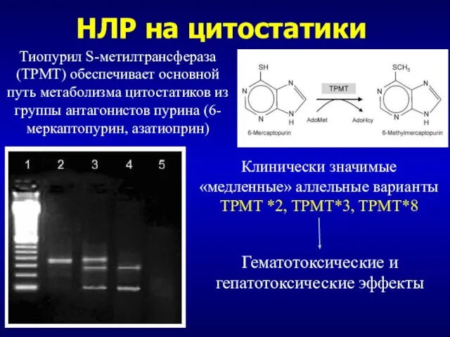 НЛР на цитостатики Тиопурил S-метилтрансфераза (TPMT) обеспечивает основной путь метаболизма цитостатиков