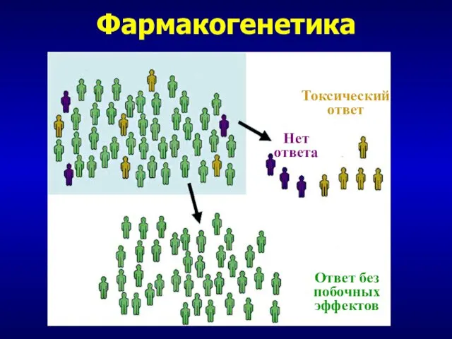 Нет ответа Токсический ответ Ответ без побочных эффектов Фармакогенетика