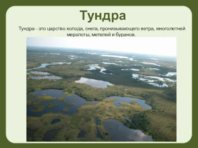 Тундра Тундра - это царство холода, снега, пронизывающего ветра, многолетней мерзлоты, метелей и буранов.