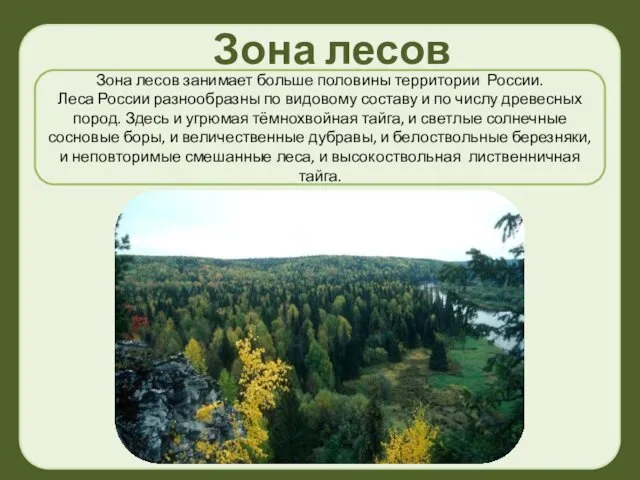 Зона лесов занимает больше половины территории России. Леса России разнообразны по