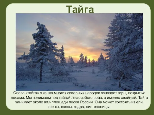 Тайга Слово «тайга» с языка многих северных народов означает горы, покрытые