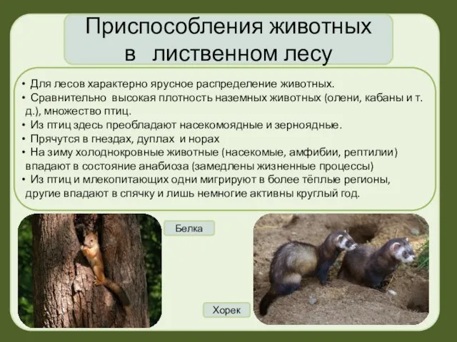 Приспособления животных в лиственном лесу Для лесов характерно ярусное распределение животных.