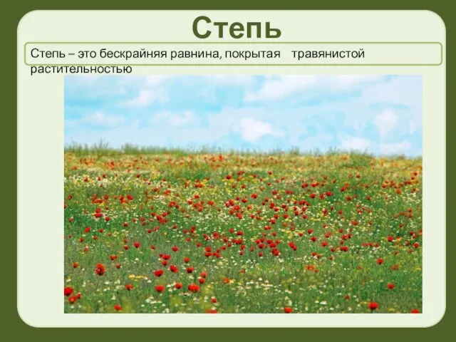 Степь Степь – это бескрайняя равнина, покрытая травянистой растительностью