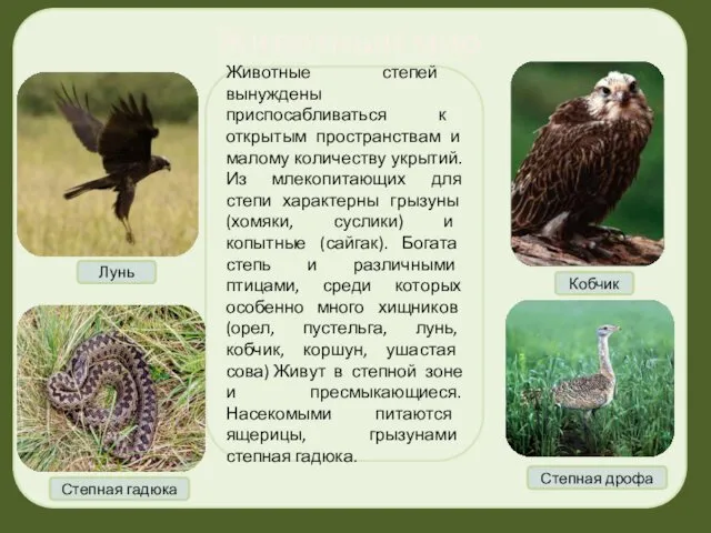 Животный мир степей Лунь Степная гадюка Животные степей вынуждены приспосабливаться к