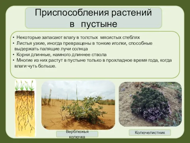 Приспособления растений в пустыне Некоторые запасают влагу в толстых мясистых стеблях